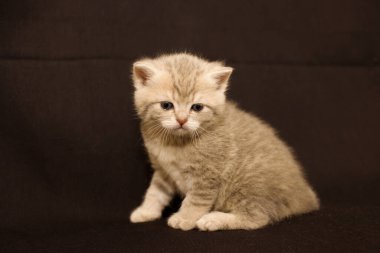 Karanlık bir arka planda küçük bir kedi yavrusu. İngiliz Kedisi Küçük bir bebek.