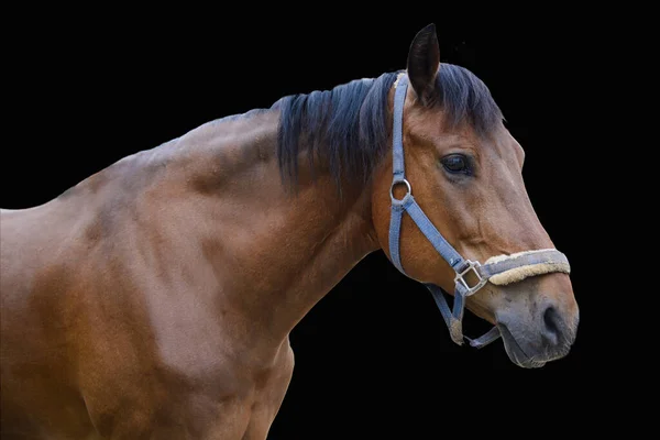馬の背景に隔離された 立派なブラウン サラブレッドの競走馬 — ストック写真
