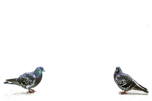 Dos Pájaros Paloma Gris Palomas Aisladas Sobre Fondo Blanco — Foto de Stock