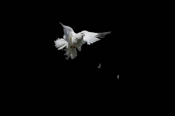 鸽子装饰白色隔离在黑色 鸽子孔雀在优雅的飞行 — 图库照片