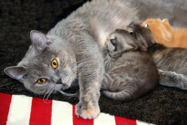 Kittens Suck Cat Mother Cat Newborn Kitten — Stock Photo, Image