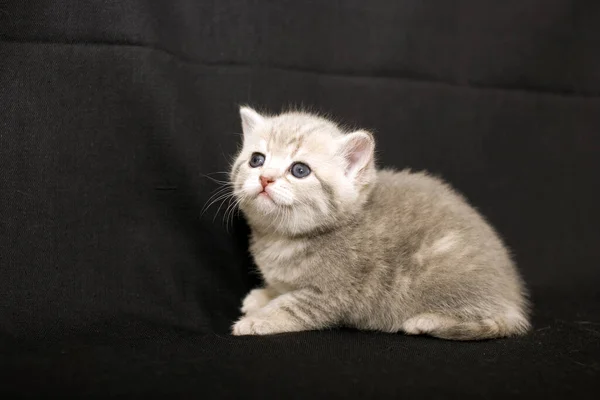 Pequeno Gatinho Fundo Escuro Gato Britânico Bebê Pequeno — Fotografia de Stock