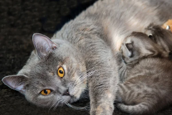고양이는 고양이를 태어난 고양이와 고양이 — 스톡 사진