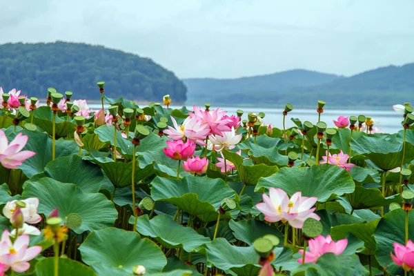 Nadir bulunan pembe nilüferler vadisi. Antik Lotus sembolü saflık Budizm, çiçek Asya ve Doğu.