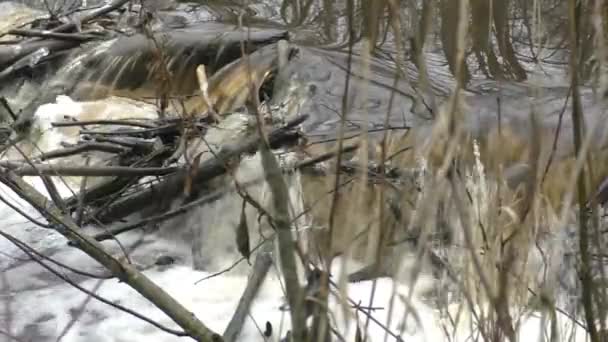 一条有一座建造的比弗大坝的河流野生海狸的生活 — 图库视频影像