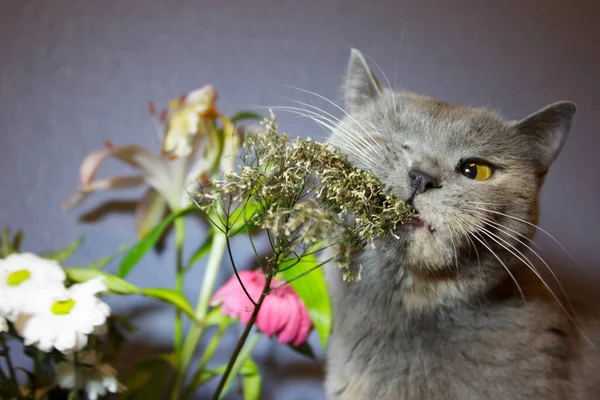 Gato Divertido Flor Lindo Gatito Gris Jugando Con Flores —  Fotos de Stock