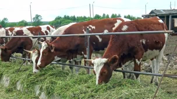 Koeien Paddock Dichtbij Rode Boerderijkoe Die Gras Eet — Stockvideo