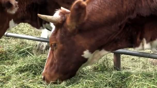 Αγελάδες Στη Μάντρα Κλείνουν Κόκκινη Αγελάδα Αγρόκτημα Τρώει Χόρτο — Αρχείο Βίντεο