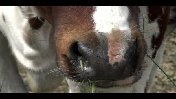 Koeien Paddock Dichtbij Rode Boerderijkoe Die Gras Eet — Stockvideo