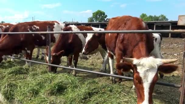 Vacas Doca Fecham Vaca Vermelha Fazenda Comendo Grama — Vídeo de Stock