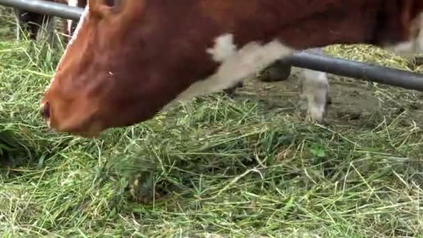 Krowy Padoku Blisko Czerwona Farma Krowa Jedząca Trawę — Wideo stockowe
