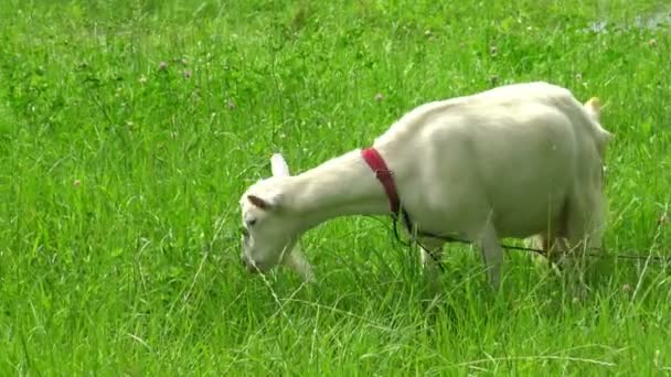 Cabra Branca Comer Erva Fresca Relvado Visões Pastorais Pastoreio Animais — Vídeo de Stock