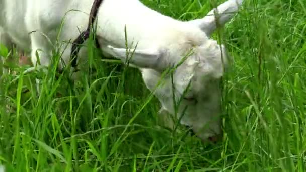 Weiße Ziege Frisst Frisches Gras Auf Dem Rasen Pastorale Ansichten — Stockvideo