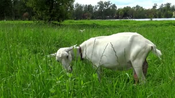 Cabra Branca Comer Erva Fresca Relvado Visões Pastorais Pastoreio Animais — Vídeo de Stock