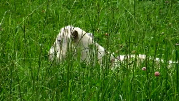白いヤギが芝生の上で新鮮な草を食べている 田園風景や農村部の動物の放牧 牧場の家畜は — ストック動画
