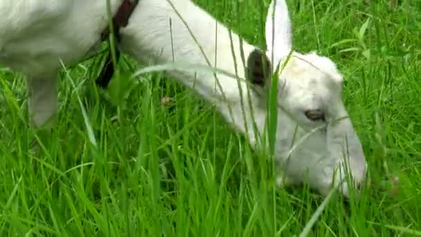 Weiße Ziege Frisst Frisches Gras Auf Dem Rasen Pastorale Ansichten — Stockvideo