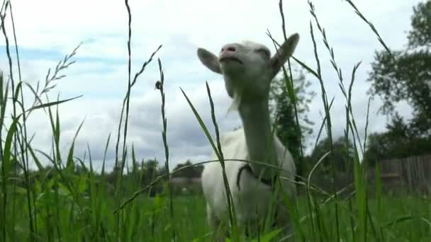 Beyaz Keçi Çimlerde Taze Yiyor Pastoral Manzara Kırsal Hayvan Otlatma — Stok video