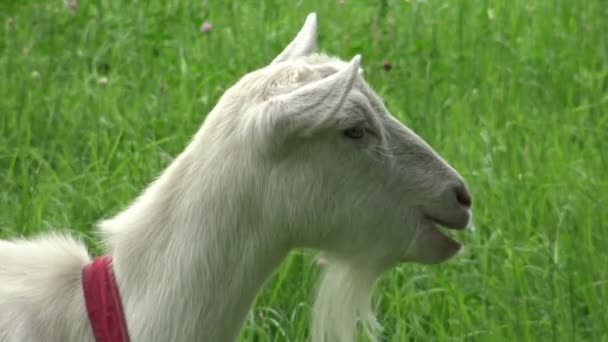 Weiße Ziege Frisst Frisches Gras Auf Dem Rasen Pastorale Ansichten — Stockvideo