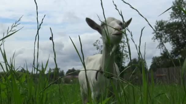 Beyaz Keçi Çimlerde Taze Yiyor Pastoral Manzara Kırsal Hayvan Otlatma — Stok video