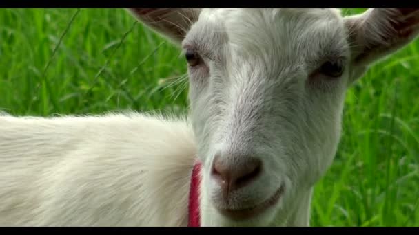Beyaz Keçi Çimlerde Taze Yiyor Pastoral Manzara Kırsal Hayvan Otlatma — Stok video