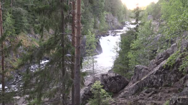 野生瀑布落在岩石上具有野生的性质 雄伟壮丽的瀑布俯瞰着北方美丽的森林 — 图库视频影像