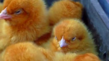 Üremek için renkli tavuklar. Bir sürü Hollandalı tavuk çocuk..