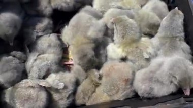 Üremek için renkli tavuklar. Bir sürü Hollandalı tavuk çocuk..