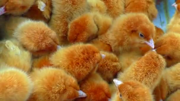 Lots Of Chicks