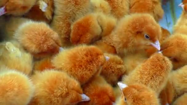 Pollos Colores Para Cría Muchos Niños Holandeses Pollo — Vídeo de stock