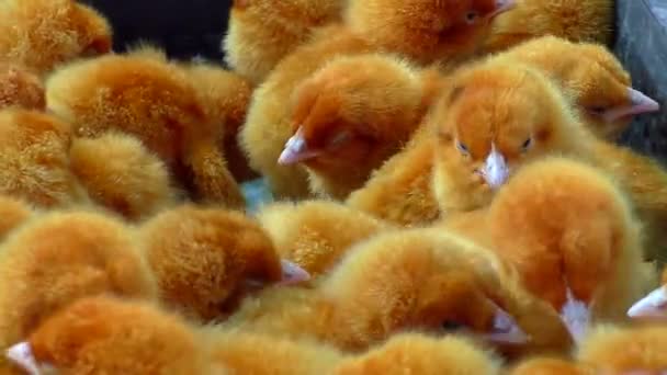 Χρωματιστά Κοτόπουλα Για Αναπαραγωγή Πολλά Ολλανδικά Παιδιά Κοτόπουλου — Αρχείο Βίντεο