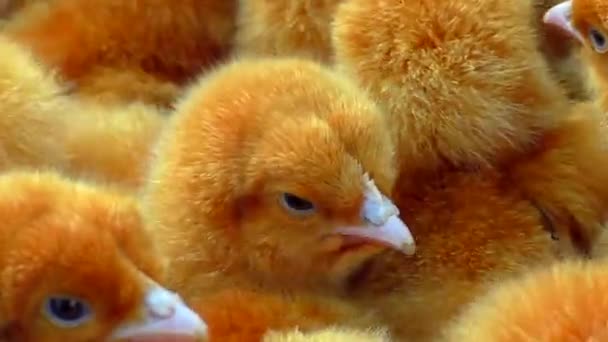 Кольорові Кури Розведення Багато Голландських Курячих Дітей — стокове відео