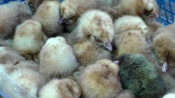 繁殖のための色鶏 オランダの鶏の子供たちの多く — ストック動画