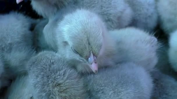 Gekleurde Kippen Voor Fokkerij Veel Nederlandse Kippenkinderen — Stockvideo