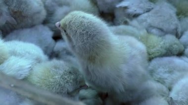 Üremek için renkli tavuklar. Bir sürü Hollandalı tavuk çocuk..