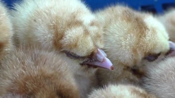 Цветные Куры Размножения Много Голландских Цыплят — стоковое видео