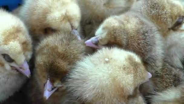 繁殖のための色鶏 オランダの鶏の子供たちの多く — ストック動画