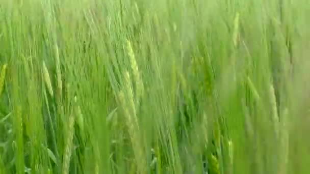 Grande Campo Fazenda Com Trigo Verde Jovem — Vídeo de Stock