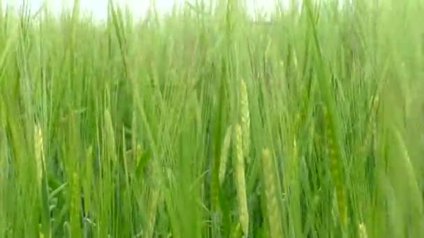 Gran Campo Agrícola Con Trigo Joven Crecimiento Verde — Vídeo de stock