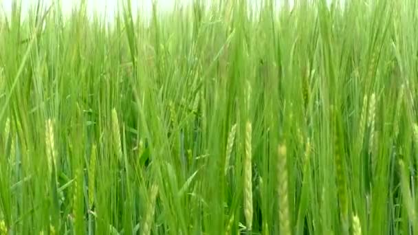 若い緑の成長小麦と大規模な農場のフィールド — ストック動画