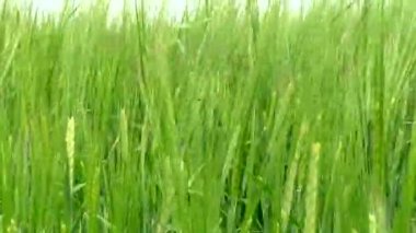 Genç, yeşil buğdaylı büyük çiftlik arazisi. Buğday gevreğinin ilk tarım yılları.