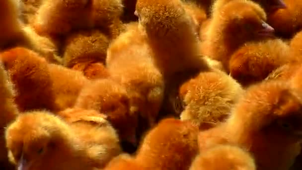 Farbige Hühner Für Die Zucht Viele Holländische Hühnerkinder — Stockvideo