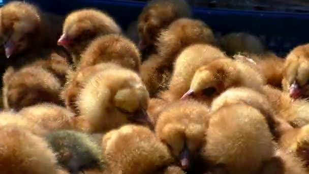 Üremek Için Renkli Tavuklar Bir Sürü Hollandalı Tavuk Çocuk — Stok video
