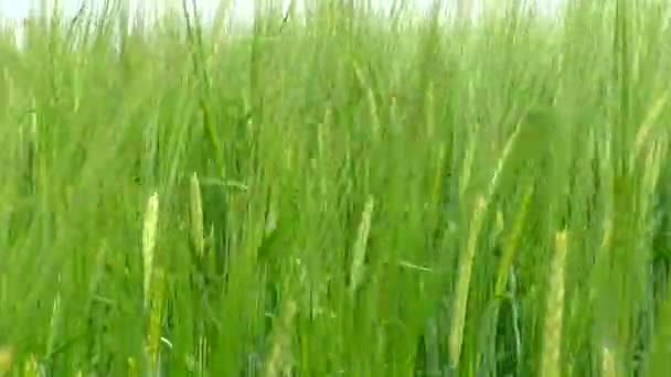 若い緑の成長小麦と大規模な農場のフィールド 小麦の種の農業初期 — ストック動画