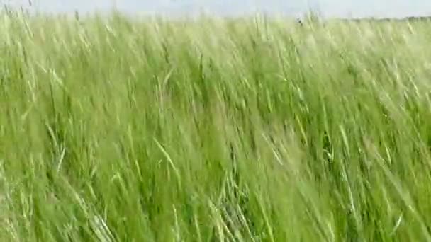 若い緑の成長小麦と大規模な農場のフィールド 小麦の種の農業初期 — ストック動画