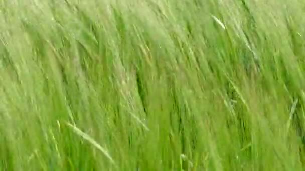 Grote boerderij veld met jonge groen groeiende tarwe. — Stockvideo