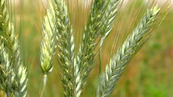 Gran campo agrícola con trigo joven de crecimiento verde. — Vídeo de stock
