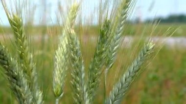 Geniş yeşil buğdaylı büyük tarım arazisi.