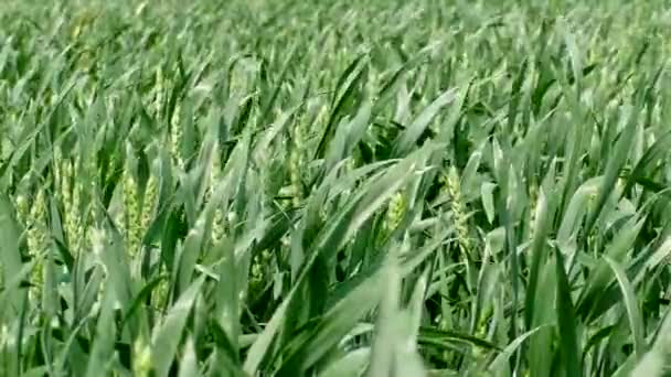 Grote boerderij veld met jonge groen groeiende tarwe. — Stockvideo