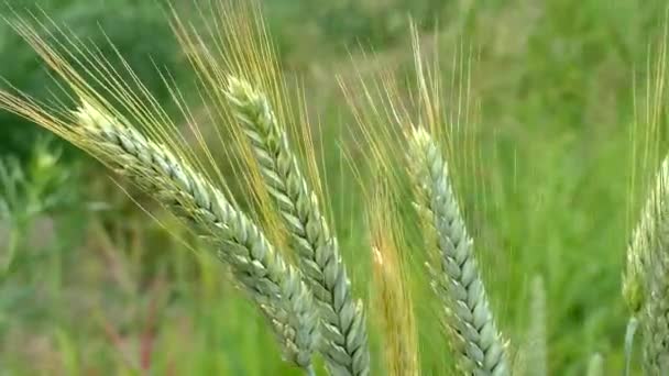 Большое фермерское поле с молодой зеленой пшеницей. — стоковое видео
