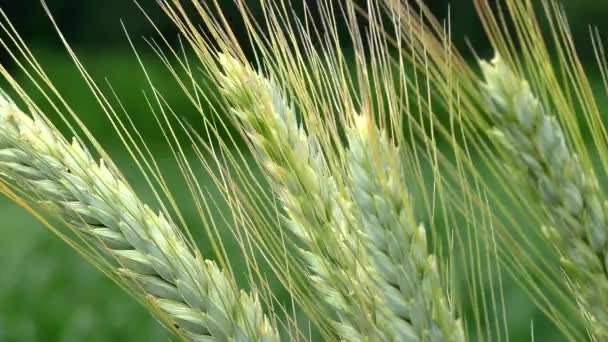 若い緑の成長小麦と大規模な農場のフィールド. — ストック動画